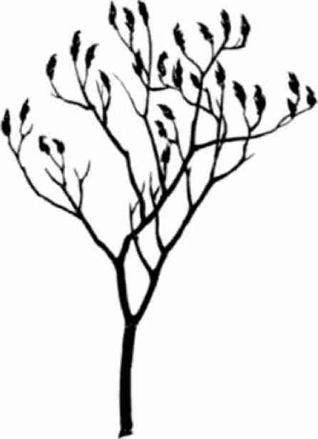 446x616 Tree Silhouettes