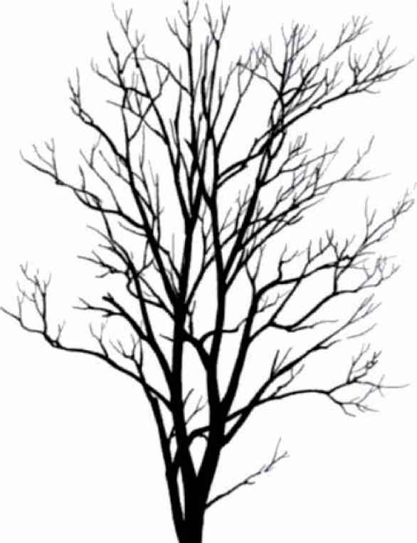 586x763 Tree Silhouettes