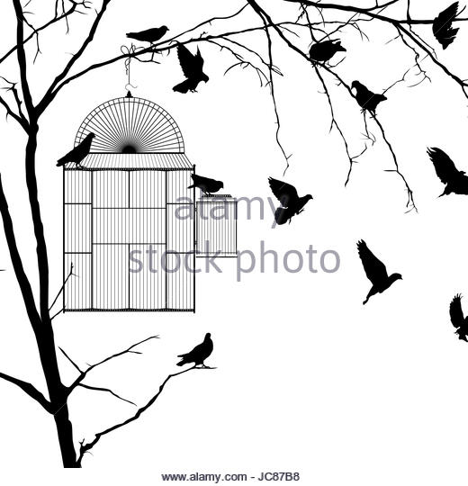 520x540 Bird Cage Black And White Stock Photos Amp Images
