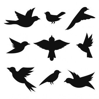 338x338 Birds Flying Vectors, Photos And Psd Files Free Download