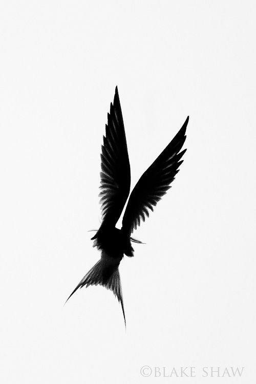 500x750 Flying Bird Silhouette Picturesque Flying Bird