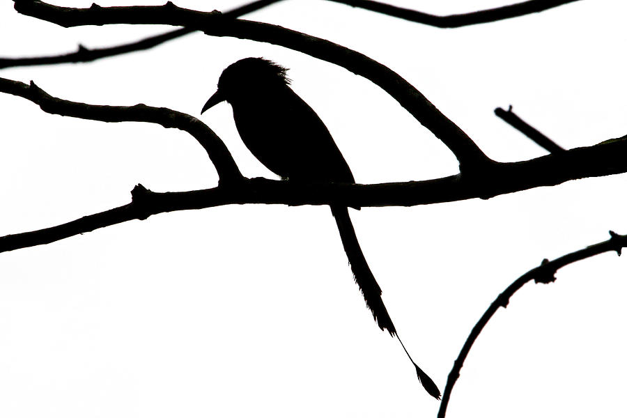 900x600 Bird And Tree Silhouette Photograph By Peggy Collins