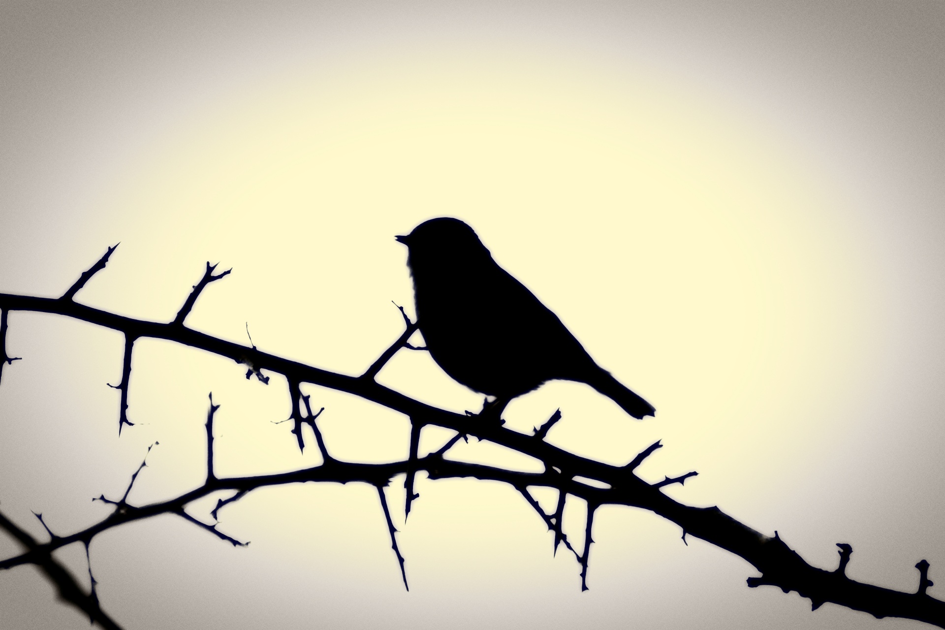 1920x1280 Silhouette Of A Bird On A Branch Free Stock Photo