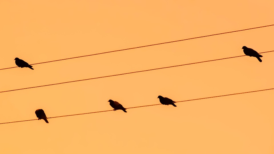 960x540 Free Photo Sunset Birds Orange Pigeons Wire Nature