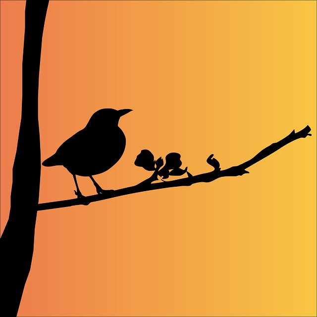 640x640 Free Photo Bird Tree Black Silhouette Blackbird Animal