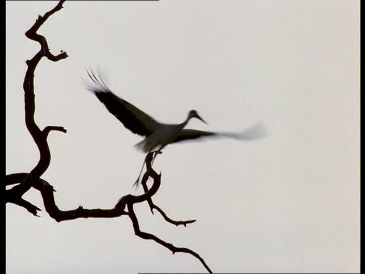 720x540 White Stork Silhouette Sd Stock Video 656 673 115 Framepool