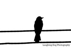 236x188 Birds On Wire Bird, Stenciling And Pallet Art