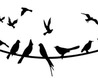 340x270 Birds On Wire Etsy