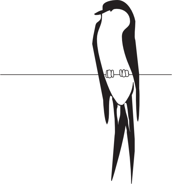 558x598 Bird On Wire Clip Art