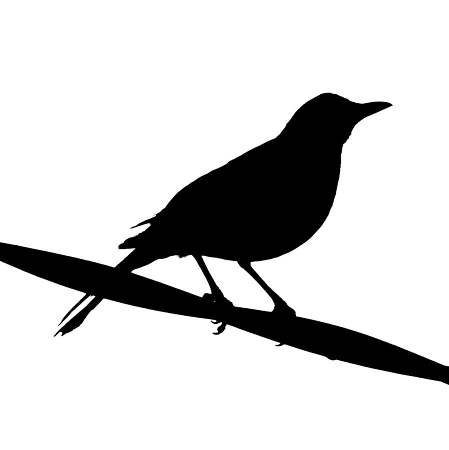 898x900 Clipart Of Black Bird Profile Clip Art At Clker Com Vector Online