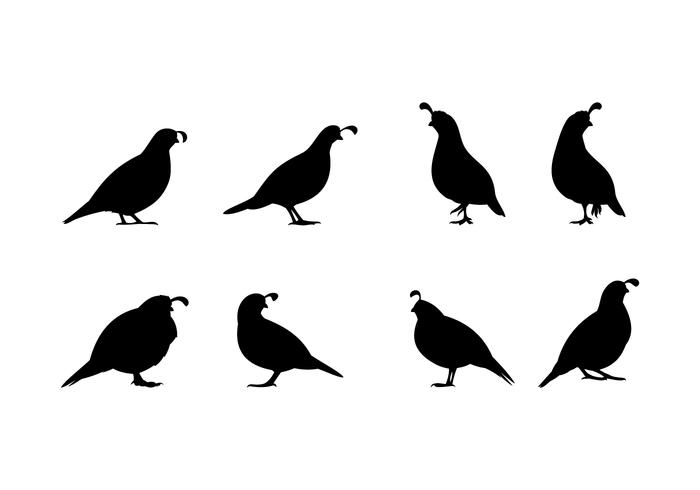 700x490 Standing Quail Silhouette Free Vector
