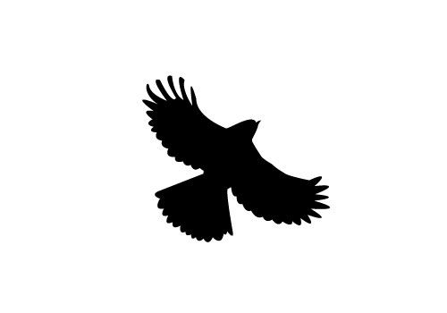 500x350 Free Flying Bird Silhouette Vector
