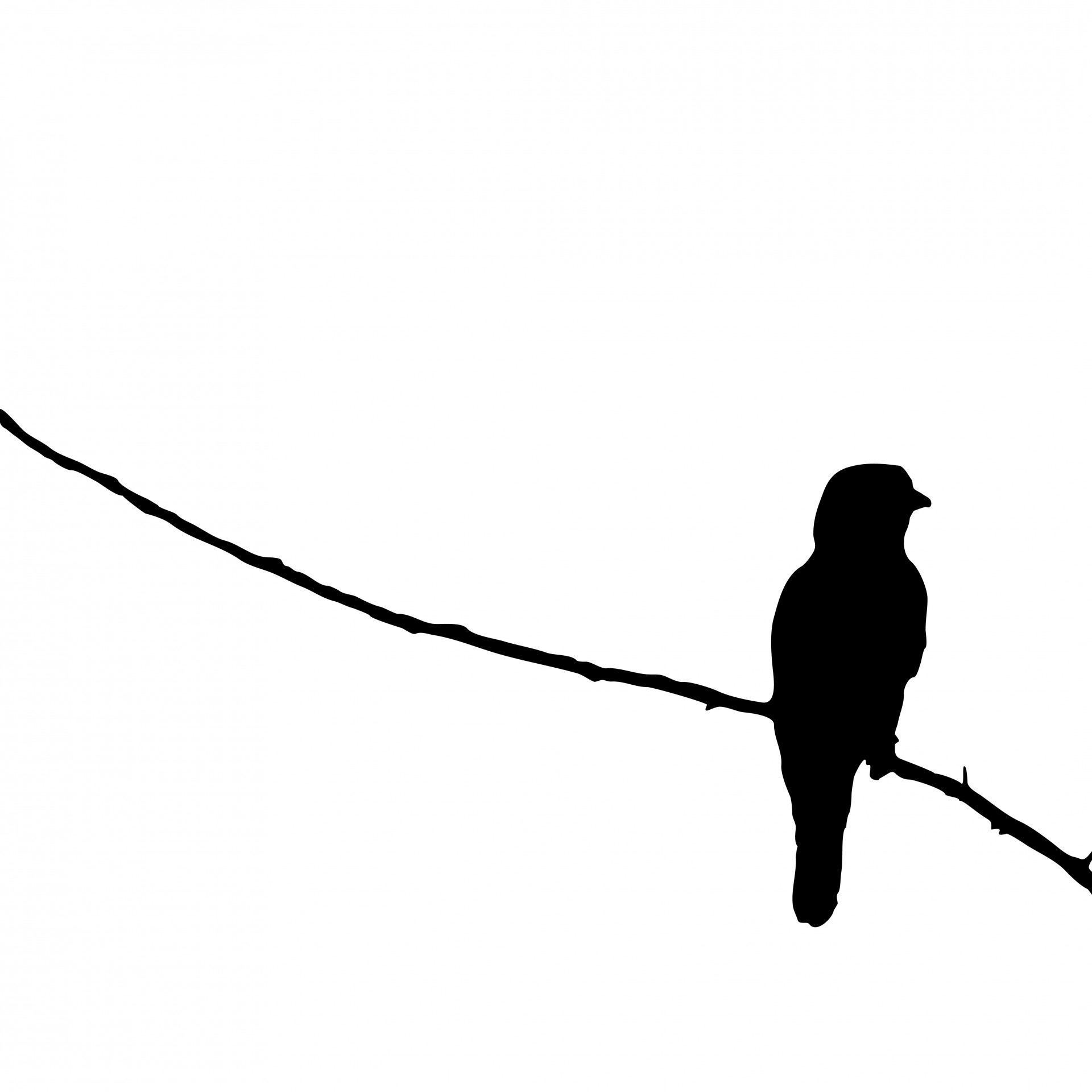 1920x1920 Bird On Branch Silhouette Free Stock Photo