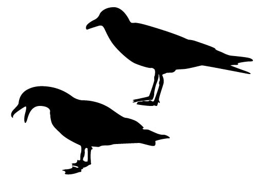 500x350 Sea Bird Clipart Outline