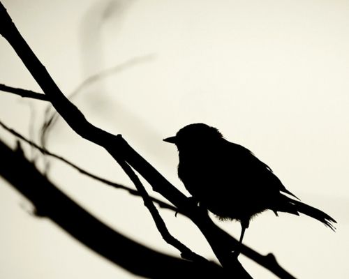 500x400 Bird Silhouette Black And White Silhouette, Bird
