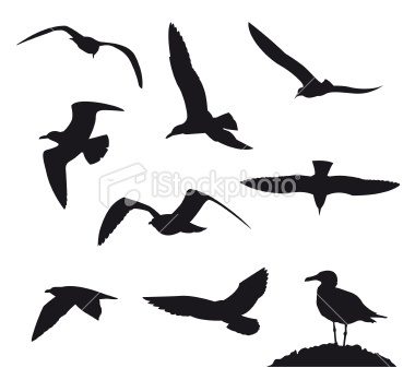 380x337 Sea Bird Clipart Outline