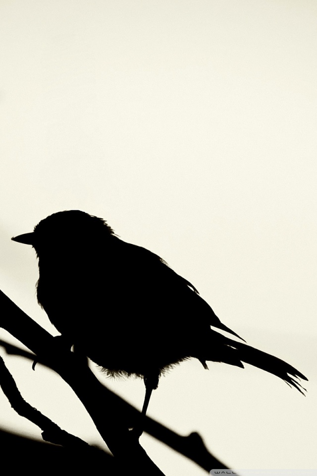640x960 Bird Silhouette 4k Hd Desktop Wallpaper For 4k Ultra Hd Tv