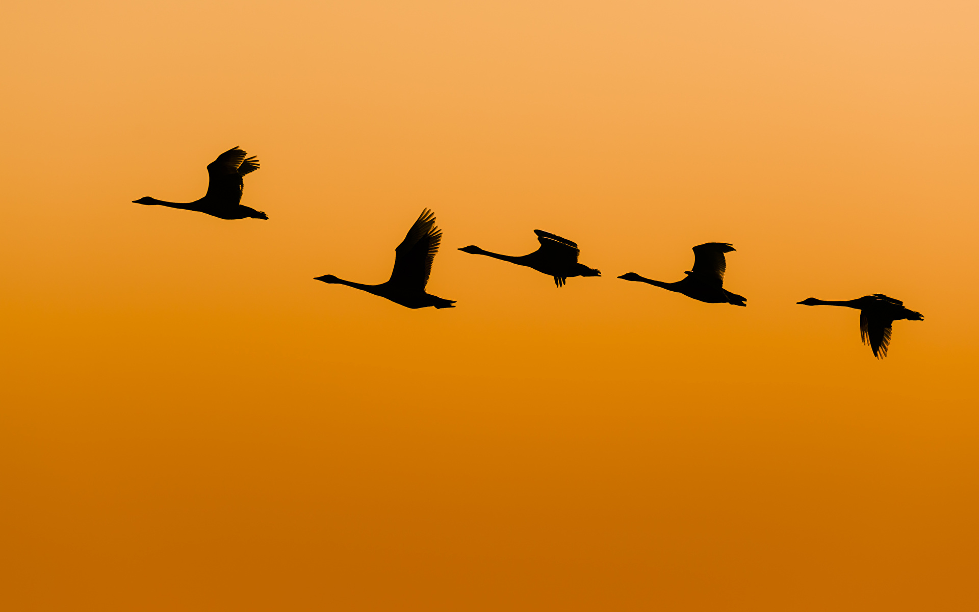 1920x1200 Geese Birds Ducks Silhouette Orange Flight Animals 1920x1200