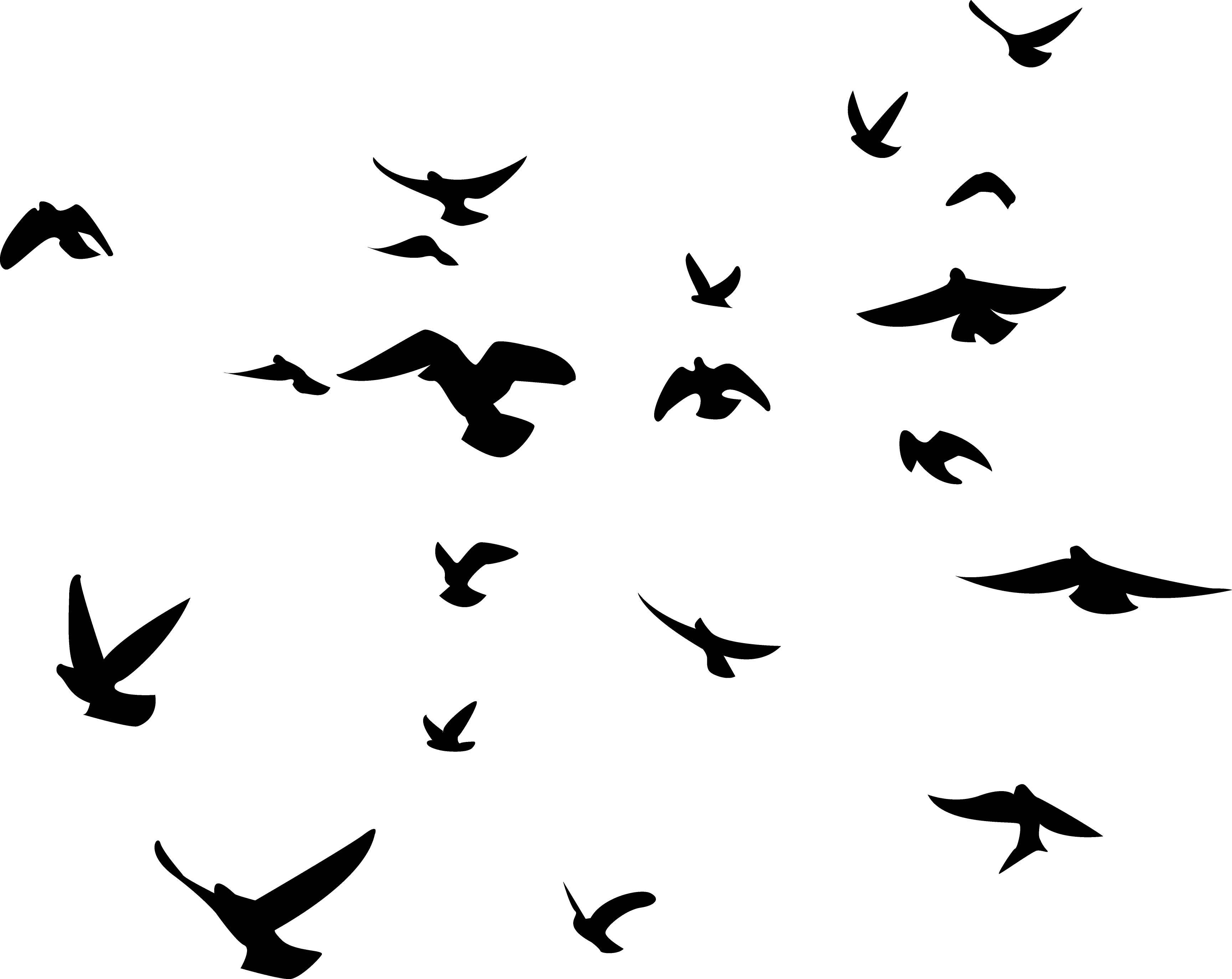 3456x2746 Soaring Birds Silhouette Wall Decal Set