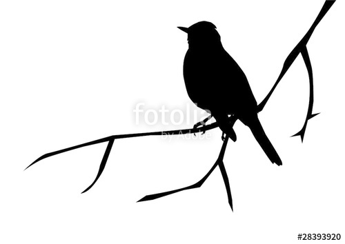 500x354 Bird Sitting On The Branch Stock Image And Royalty Free Vector
