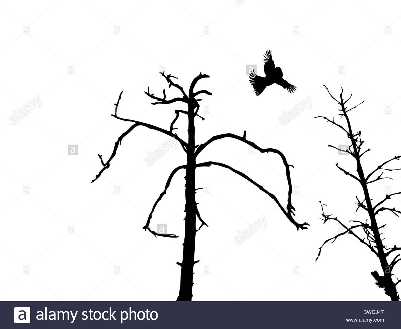 1300x1065 Silhouette Dry Tree And Birds Isolated On White Background Stock
