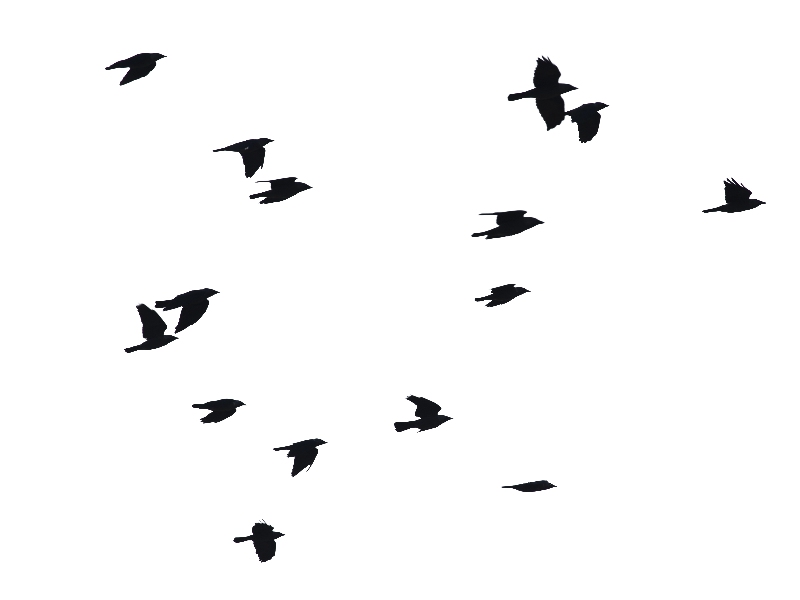 800x600 Birds Flying Png Image (Isolated Objects) Textures For Photoshop