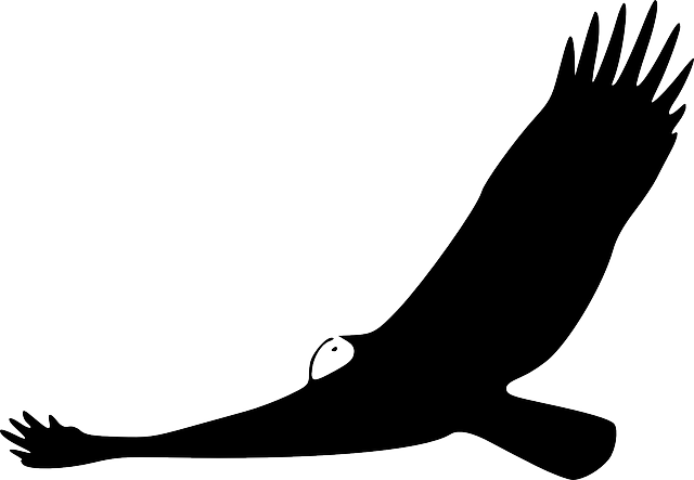 640x443 Animals, Turkey, Silhouette, Cartoon, Birds, Flying