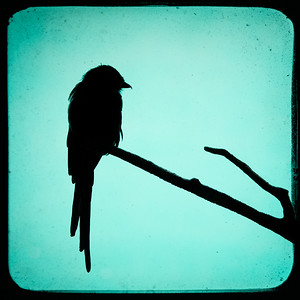 300x300 Unique Art Photography For Home And Office Wall Decor