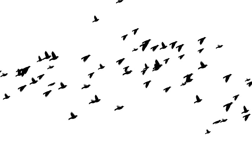 Birds In Flight Silhouette at GetDrawings | Free download