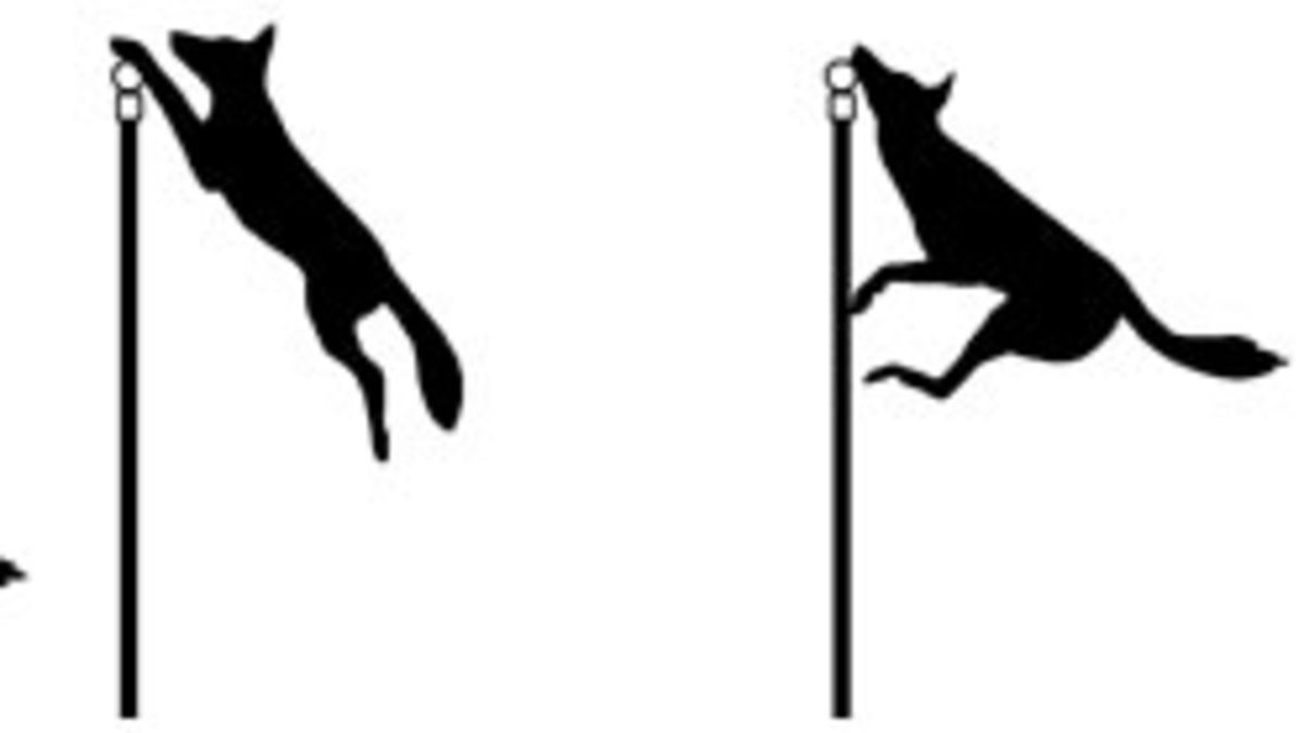 1200x675 How To Keep Your Pets Safe From Coyotes