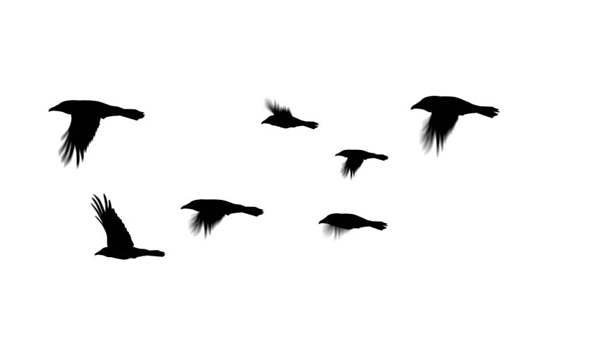 852x480 Bird Fly Free Video Clips