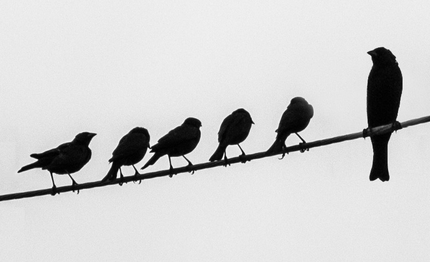 862x525 Little Birds And Big Bird On Wire
