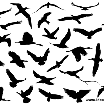 340x340 Bird Silhouette Vectors Download Free Vector Art Amp Graphics