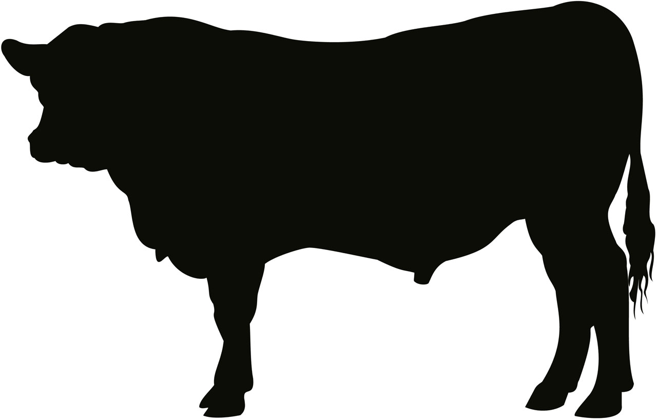1280x818 Angus Bull Free Stock Photo
