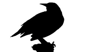 300x180 Bird Id Skills Size Amp Shape All About Birds