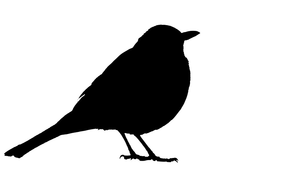 960x575 Free Photo Black Silhouette Design Bird Blackbird Animal