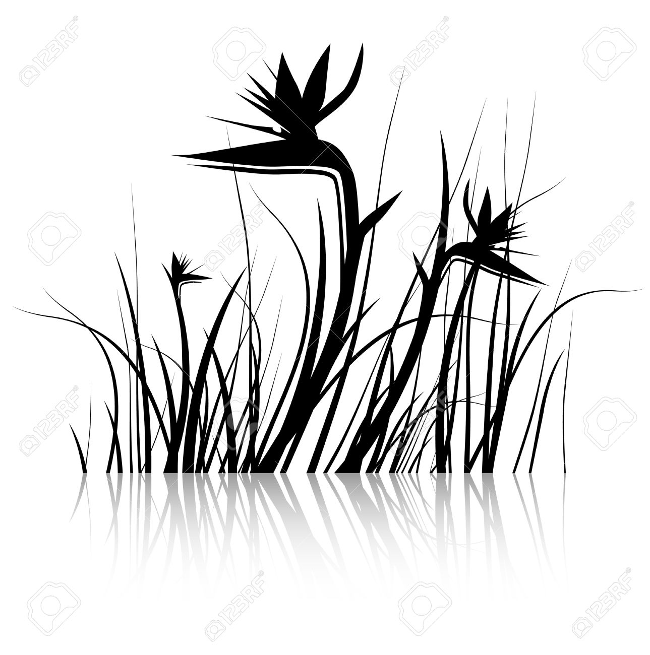 1289x1300 Bird Of Paradise Clipart Black And White