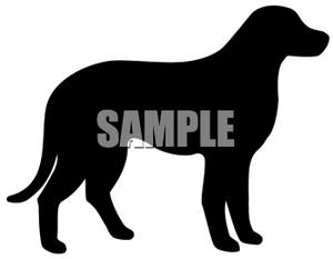 300x233 Of A Labrador Retriever