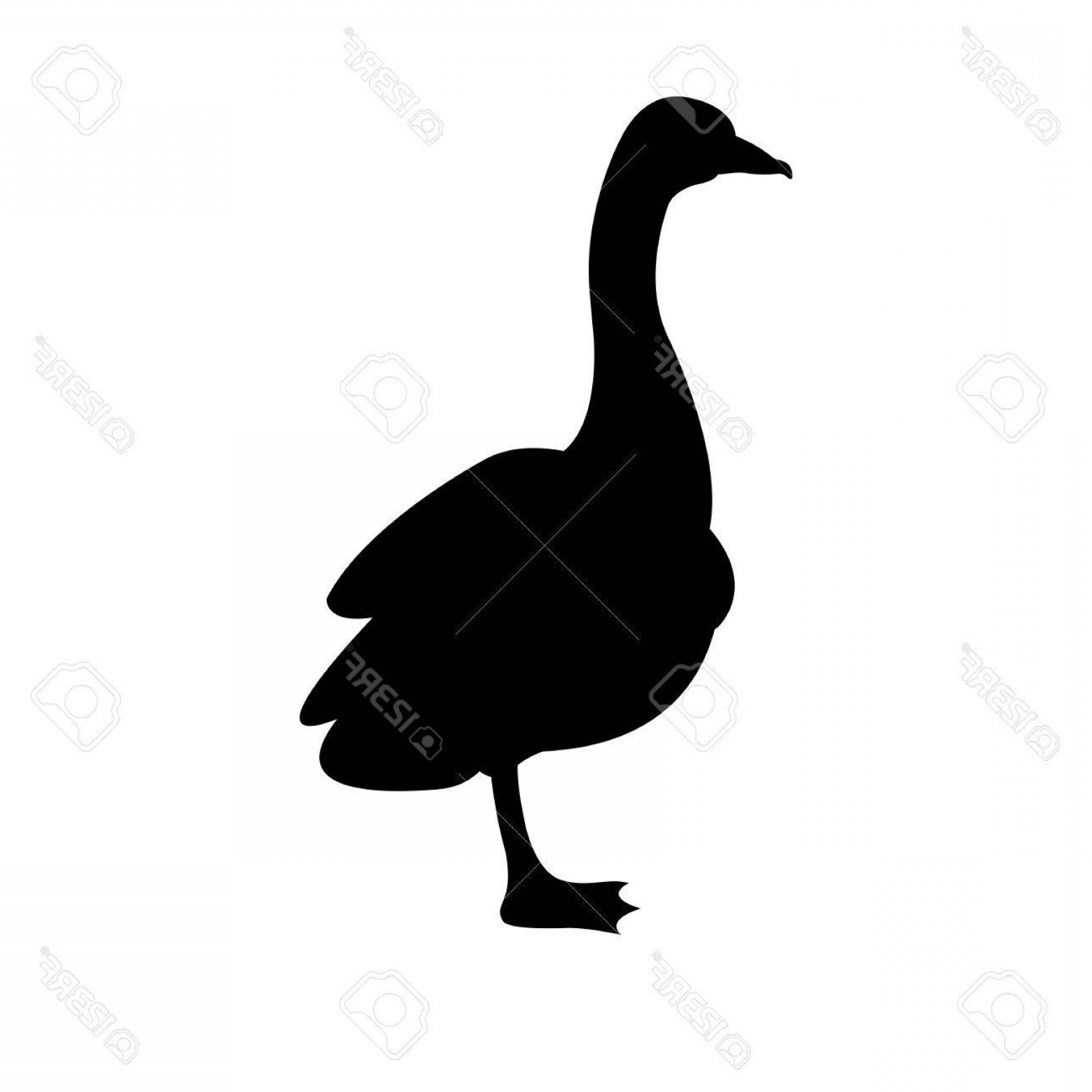 1560x1560 Photostock Vector Goose Vector Illustration Black Silhouette
