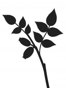 224x300 Rose Hip Silhouette Photo Free Download