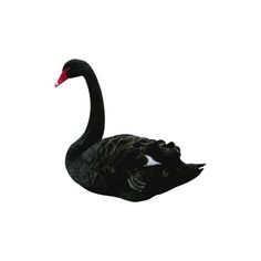 236x236 Free Clipart Black Swan Silhouette