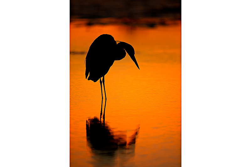 800x533 Heron Silhouette Robert Rommel Photography