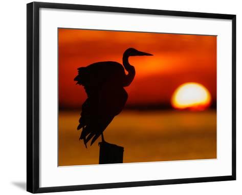 473x380 Silhouette Of Great Blue Heron Stretching Wings