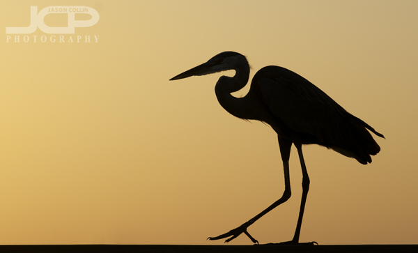 600x363 Snell Isle Series