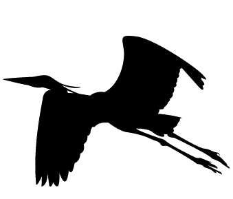 339x289 Blue Heron Not Blue