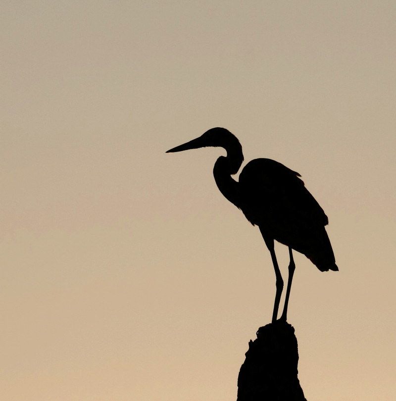 800x810 Image Result For Blue Heron Silhouette 3d Svg Designs