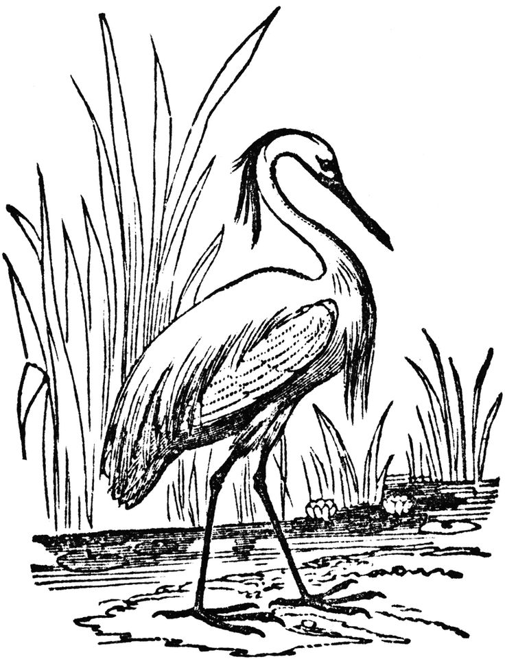 736x961 Blue Heron Clipart Egret
