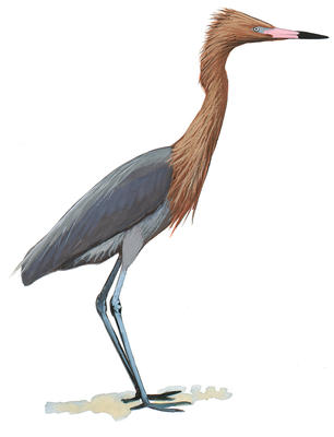 306x400 Blue Heron Clipart Tribal 3082796