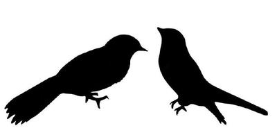 400x198 Can You Identify These Mystery Birds