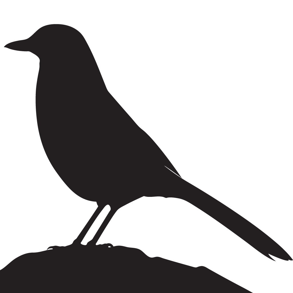 1024x1024 Florida Scrub Jay Overview, All About Birds, Cornell Lab